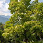 Set 2 Black Locust Trees Live Plants Bare Roots, Locust Bare Root, 6-8 Inches Tall, Fragrant Blossoms for Outdoor Growing, Cold Hardy
