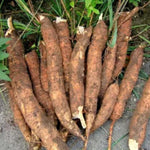 Potted Yuca Plant Live, Thick Trunk Yuca Cassava Sweet Manihot Grow from Cuttings Sticks for Outdoor Planting, 6-9 Inches Tall Yucca, No CA