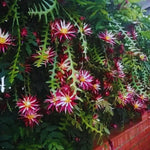 Fishbone Cactus Plant Live, Houseplant, Pink Epiphyllum Flower Cactus Live Plant, 5 to 8 Inc in Height