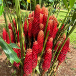 Awapuhi Shampoo Ginger Plant Live, Tropical Pinecone Ginger 3–5 Inch Starter Plant for Garden or Container Growing, Ornamental Flowering Ginger, No Pot