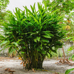 Set of 3 Ginger Plants Live, 4 to 7 Inches in Height, Galangal Plants, Live Ginger Plants, Ginger Live Plants for Garden