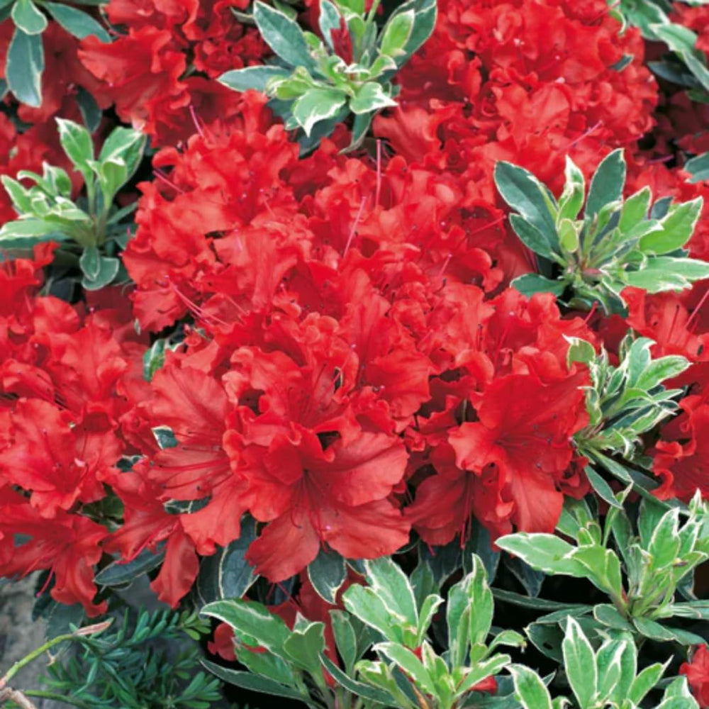 Red Silver Leaf Azalea Live Plant Tree for Planting, 5 to 10 Inc Tall, Well Rooted, No Pot Azalea Red Flowers Variegated Leaf Rhododendron Bush Shrub