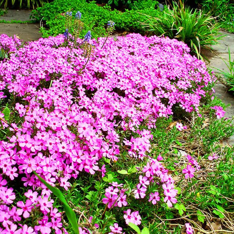 Pink Creeping Phlox Live Plant, 4-7 Inch Tall Ground Cover Perennial for Outdoor Landscaping