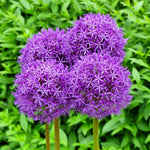 6 Allium Bulbs for Planting, Allium Gladiator Bulbs, Purple Blooming Onion Flowering Perennial for Spring and Summer Garden