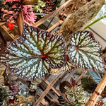 Summer Begonia Plant Live 4-6 Inches, Starter Begonia Well Rooted, Colorful Foliage Plant for Indoor Decor and Patio Pots