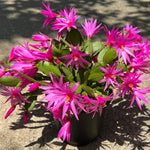 Easter Cactus Plants Live, Vibrant Color, Size 5-9" in Tall, No Pot, Spring Bloom Housplant Indoor Outdoor Succulent Cacti (Pink)