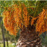 Palm Tree Plant, Live Tropical Palm Tree, Fully Rooted in 3 Gallon Pot, Ready for Outdoor Planting (Orange Palm)