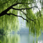 2 Willow Tree Seedlings 6-12'' Tall, Dormant, Bare Roots, Hardy Ornamental Tree for Garden Planting (Weeping Willow Bare Roots)