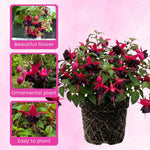 2 Black Fuchsia Live Plants 4-7'' Tall, Hardy Hanging Basket Flower Plant, Shade Loving Blooming Fuchsia Starter Plants
