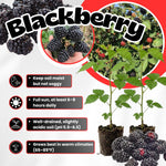 Pack 2 Thornless BlackBerry Plants Live to Grow 4 to 8 Inch Tall, BlackBerry Bush Live Plant, Sweet Blackberries Fruit Tree Indoor Outdoor (Sweet Pie BlackBerry)