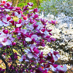 Ann Magnolia Plant Live 6 to 12 Inches Tall, in 2.5 Inches Pot, Purple Red Magnolia Tree Live Plant, Fragrant Magnolia Flowers