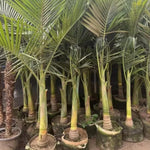 Live Palm Tree Plant in 3 Gallon Pot, No CA, Large Fully Rooted Size, Ready to Plant for Home Décor Indoor Outdoor Landscape, Rare Palm Trees, Feather-leafed Palm
