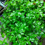 4 Parsley Plants Live for Planting, Parsley Herb Plant, from 5 to 7 Inc Long