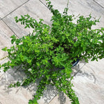 Set of 2 Strawberry Mint Plants Live 4-6 Inches, Perennial Mint Plants, Fragrant Herbs for Growing Outdoor Indoor