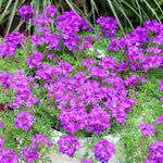 5 Purple Verbena Plants Live 4-8” Tall, Live Perennial Flowering Plants for Garden, Verbena Live Plants