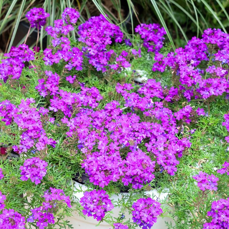 5 Purple Verbena Plants Live 4-8” Tall, Live Perennial Flowering Plants for Garden, Verbena Live Plants