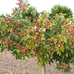 Set 2 Pistache Tree Bare Roots 1-2 Feet Tall, Dormant Hardy Pistache Nut Tree Seedlings, Gardens and Landscapes Planting