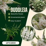 2 Butterfly Bush Live Plants, White Buddleia Shrubs, 5–9 Inch Tall, Fragrant Flowering Shrubs, No Pot