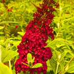 Pack 2 Butterfly Bushes Live Plant, Fragrant Buddleia Bush Shrub, 4 to 9 Inch Tall (Red Blooms)