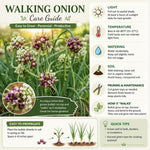 10 Walking Onion Bulbs for Planting, Cold Hardy Walking Onion Bulbs