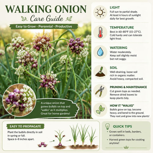 10 Walking Onion Bulbs for Planting, Cold Hardy Walking Onion Bulbs