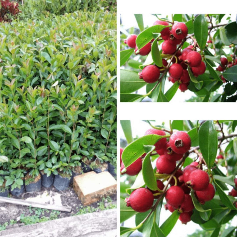 Red Cherry Guava Tree Plant Live, 9 Months Old Tree in 4" Pot, Red Strawberry Guava Fruit 6-12 Inch, Well-Rooted, Ornamental Plants, No CA