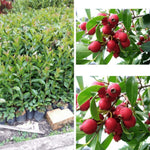 Red Cherry Guava Tree Plant Live, 1 Year Old Tree in Half Gallon Pot, Red Strawberry Guava Fruit 10-16 Inch, Well-Rooted, Ornamental Plants, No CA