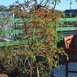 Weeping Yaupon Holly Plant Live 4 to 6 Inch Tall, Weeping Holly Tree Live Plant for Planting, Holly Bush Live Plant