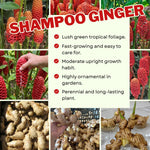 12 Shampoo Ginger Rhizomes for Planting, Zingiber Zerumbet Roots, Hardy Perennial Red Pinecone Ginger Roots for Outdoor Garden