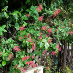 Major Wheeler Honeysuckle Plant Vine Seeds