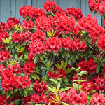Red Azalea Plants Live Tree for Outdoor Growing, 9 Months Old Starter Size, Azaleas Rhododendron Flower Vibrant Color Spring Planting