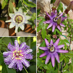 Pack 3 Mix Passion Flowers Plants, 3 to 6 Inch Tall Assorted Passion Vine Live Plant for Outdoor Indoor Garden, Perennial Coloful Passiflora Flowers Plant, No Pot