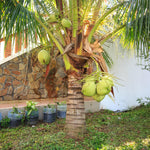 Live Dwarf Coconut Tree Plants, Sweet Tropical Fruit Tree, 2-3 Feet Tall, Ready for Planting