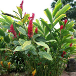 1 Pink Ginger Plant Live for Planting 4-9 Inc Height, Hawaiian Ginger Flowers to Grow
