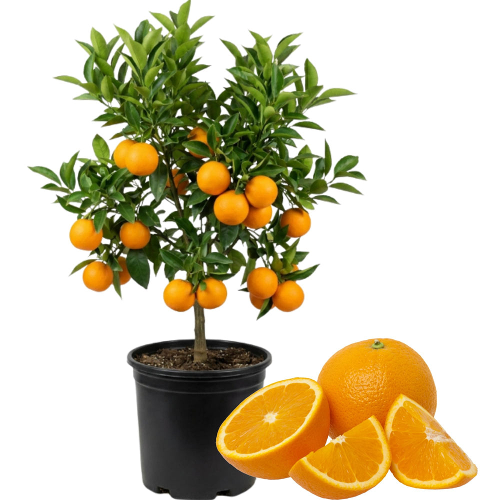 Valencia Orange Tree Live Plant in 1 Gallon Pot, 2-3 Ft Tall Citrus Fruit Tree - Sweet Orange Plant, Patio Outdoor Container Tree