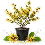 Yellow Witch Hazel Live Plant, Patio Shrub, 6–12" Tall, Potted