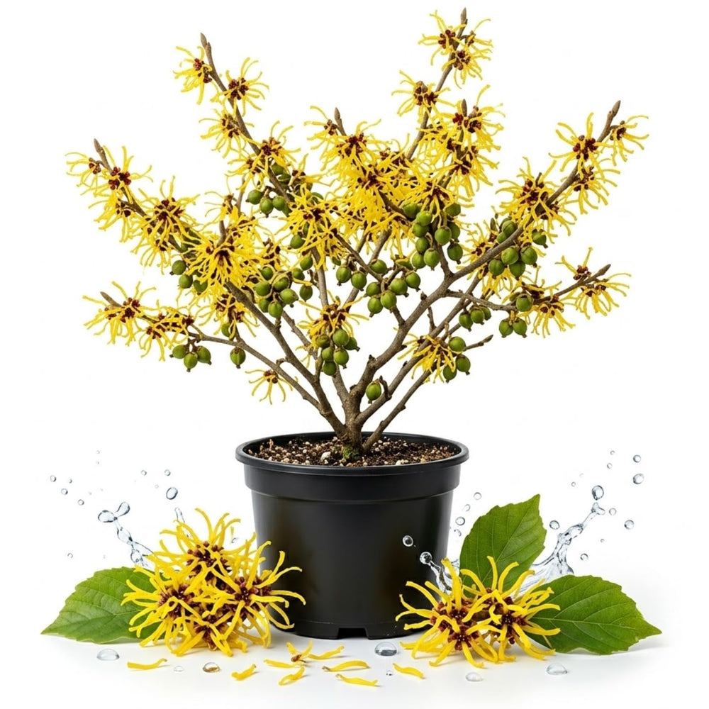 Yellow Witch Hazel Live Plant, Patio Shrub, 6–12" Tall, Potted