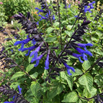 3 Blue Salvia Sage Plants 4–7" Tall, Perennial Live Flowering Garden Plants for Outdoor Growing, Vibrant Salvia Plant Starter