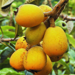 Loquat Tree Live Plant, Loquat Plant, 4 Inc Pot, Sweet Fruit Tree Garden