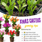 4 Christmas Cactus Plants Live, 5-9 Inch Tall (Pink)