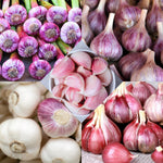 1 Pound Garlic for Planting in Spring, Mix Random, 5-6 Assorted Garlic Bulbs for Planting, Fresh and High Yield Bulb Variety Pack, Hardy and Fast Growing Softneck Hardneck