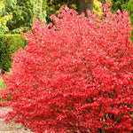 Set of 10 Dwarf Burning Bush Bare Root Plants, Hardy Shrub 6-12" Tall, Colorful Burning Bush for Garden Landscaping