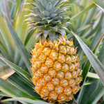 Pineapple Plant, Gold Pineapple Plants Live, Well Rooted from 4 to 6 Inches Tall, Tropical Sweet Fruit Seedling for Outdoor Gardening