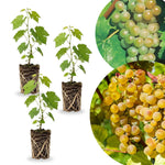 2 Rare Grape Vines Live Plants, Sweet Starter Grapevine from 5 to 8 Inches in Tall, Easy to Grow Indoor Outdoor, No Pot (Green Yellow)
