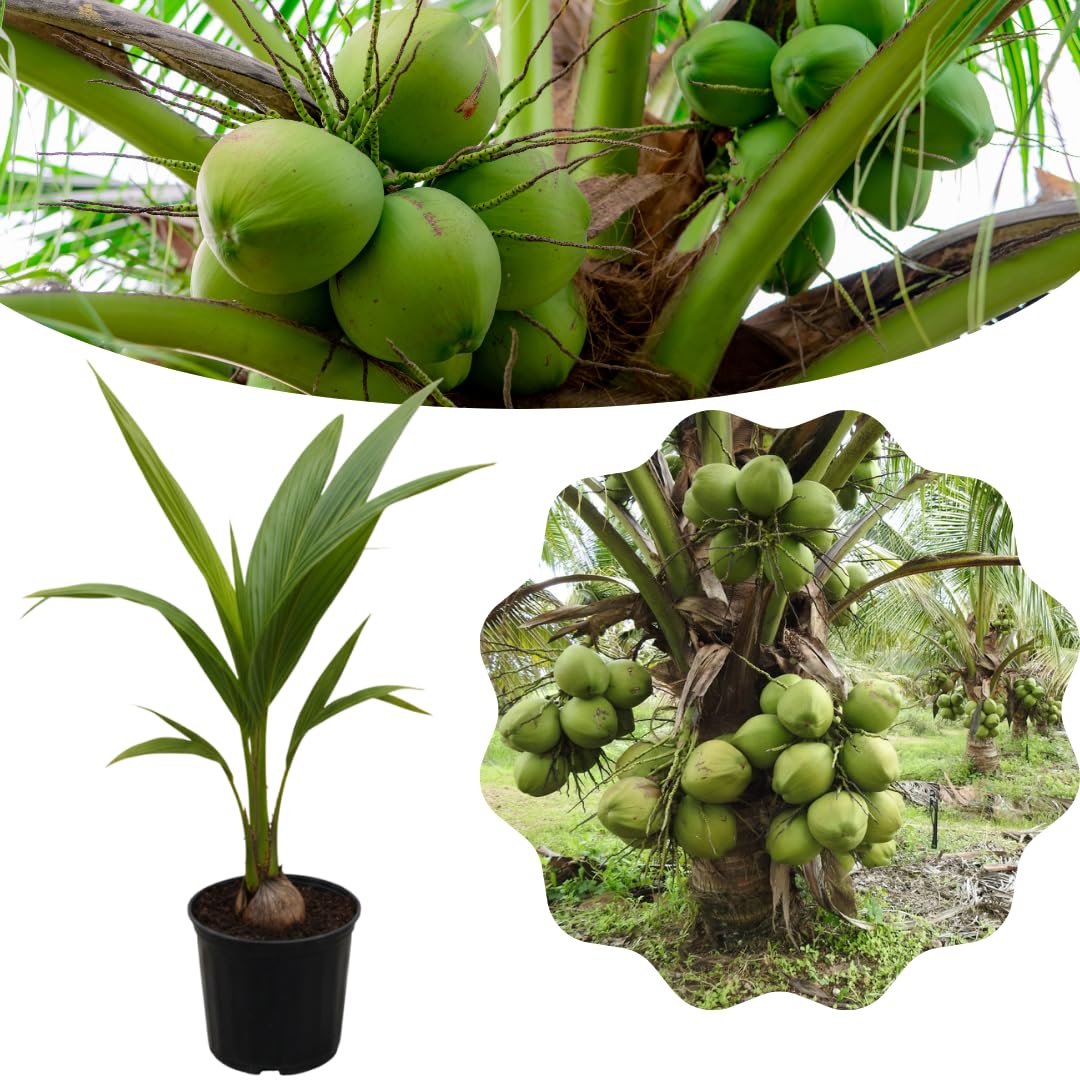 Live Dwarf Coconut Tree Plants, Sweet Tropical Fruit Tree, 2-3 Feet Tall, Ready for Planting