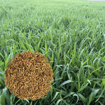 5 Pound Rye Cover Crop Seeds, Cereale Rye Cover Crop Seeds for Garden Beds and Outdoor Growing