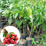 Live Lychee Fruit Tree 10-12" Tall, Well-Rooted Litchi Plant in Half-Gallon Pot, Hardy Tropical Tree for Garden and Patio
