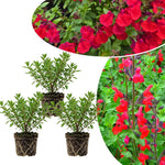 3 Red Salvia Sage Plants 4–7" Tall, Perennial Live Flowering Garden Plants for Outdoor Growing, Vibrant Salvia Plant Starter