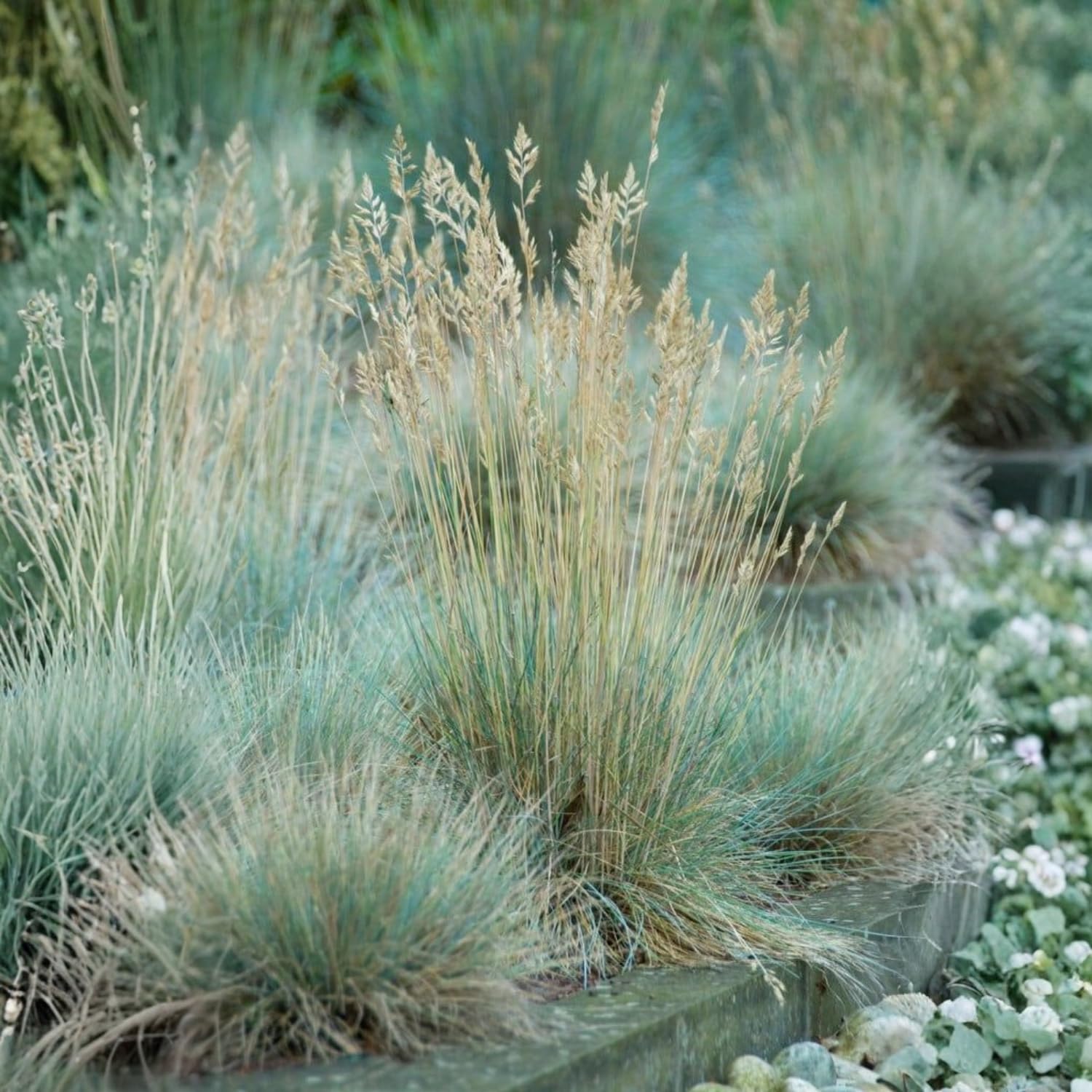 2 Pots Blue Fescue Grass Plants, Well Rooted Ornamental Hardy Grass 4-7 Inches, Outdoor Garden Planting