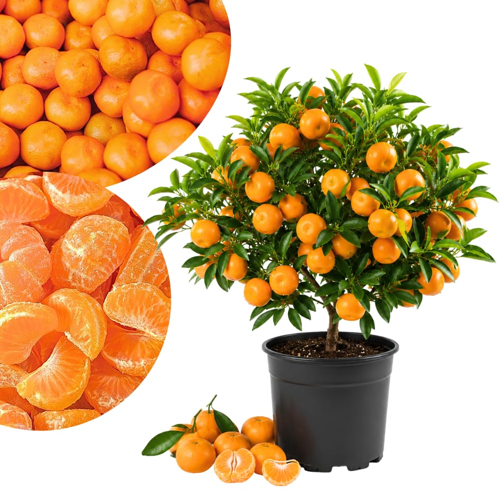 Satsuma Mandarin Tree Live Plant in 1 Gallon, Citrus Fruit Tree, Sweet Mandarin Orange Plant, Easy Growing Sweet Fruit Plant for Patio and Garden